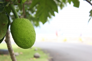 FAO supports breadfruit industry in the region  